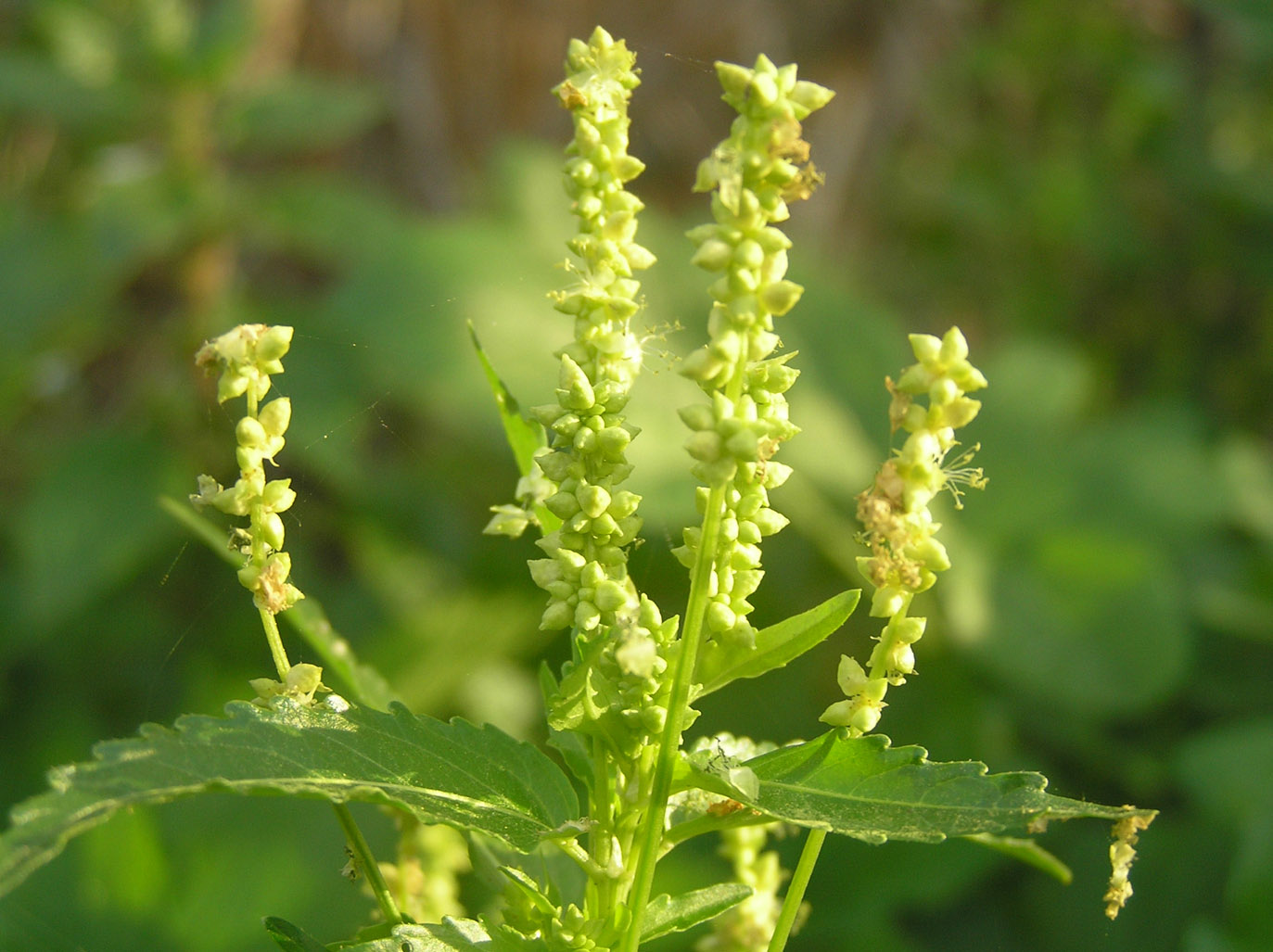 Mercurialis annua, Diplotaxis erucoides e Solanum sp.